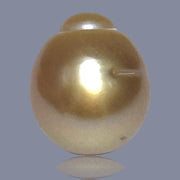 Oval Giant 15.8 x 18.4mm 31.8 Carats Deep Gold South Sea Loose Pearl