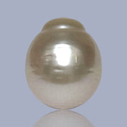 Giant Oval 13.7 x 16.3mm 22 Carats Gold South Sea Pearl Loose Un-Drilled