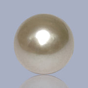 Giant Oval 13.7 x 16.3mm 22 Carats Gold South Sea Pearl Loose Un-Drilled