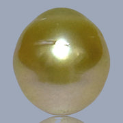 Oval Giant 14.3 x 15.8mm 23.4 Carats Deep Gold South Sea Pearl