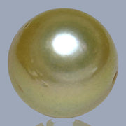 Oval Giant 14.3 x 15.8mm 23.4 Carats Deep Gold South Sea Pearl