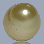 Oval Baroque 15.4 x 20.1mm 33 Carats Rich Gold South Sea Pearl