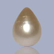 Teardrop 11 x 14.9mm 11.6 Carats Pale Gold South Sea Pearl