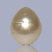 Giant Smooth 15 x 17.9mm 27.8 Carats Gold South Sea Teardrop Pearl