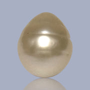 Giant Smooth 15 x 17.9mm 27.8 Carats Gold South Sea Teardrop Pearl