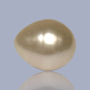 Giant Smooth 15 x 17.9mm 27.8 Carats Gold South Sea Teardrop Pearl