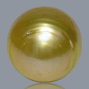 Giant Oval 14.1 x 17.5mm 23.7 Carats Deep Gold South Sea Pearl Loose