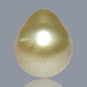 5A Smooth Giant 13.7 x 16mm 20.5 Carats Rich Gold South Sea Pearl