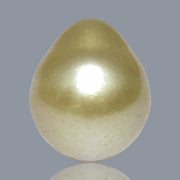 5A Smooth Giant 13.7 x 16mm 20.5 Carats Rich Gold South Sea Pearl