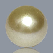 5A Smooth Giant 13.7 x 16mm 20.5 Carats Rich Gold South Sea Pearl