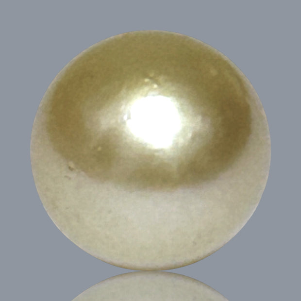 5A Smooth Giant 13.7 x 16mm 20.5 Carats Rich Gold South Sea Pearl