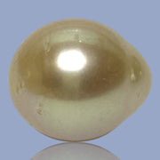 Silky Giant 14.8 x 17mm 26.3 Carats Rich Gold South Sea Pearl