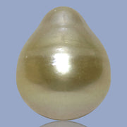 Oval Drop Giant 14.3 x 17.3mm Philippines South Sea Gold Pearl