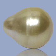 Oval Drop Giant 14.3 x 17.3mm Philippines South Sea Gold Pearl