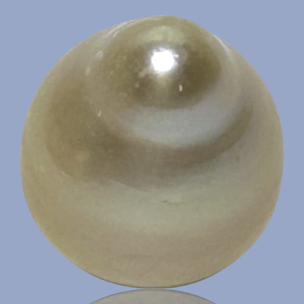 Oval Drop Giant 14.3 x 17.3mm Philippines South Sea Gold Pearl