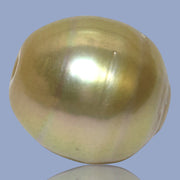 Fantastic Giant 14.5 x 15.7mm 24.6 Carats Deep Gold South Sea Pearl