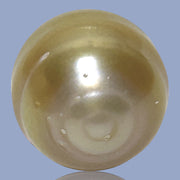 Fantastic Giant 14.5 x 15.7mm 24.6 Carats Deep Gold South Sea Pearl