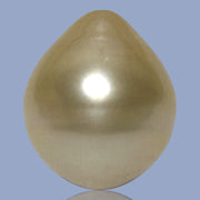 Teardrop 14.1 x 16.5mm 21.6 Carat Natural Gold South Sea Pearl Loose