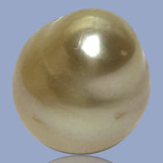 Oval Drop 14.3 x 17mm 23.3 Carats Rich Gold South Sea Pearl Loose