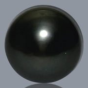 Silky Giant 13.4 x 14.2mm Peacock Black Green Tahitian Pearl Loose