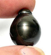 Giant 14.4 x 18.7mm 24.5 Carat Tahitian Peacock Black Pearl Un-Drilled