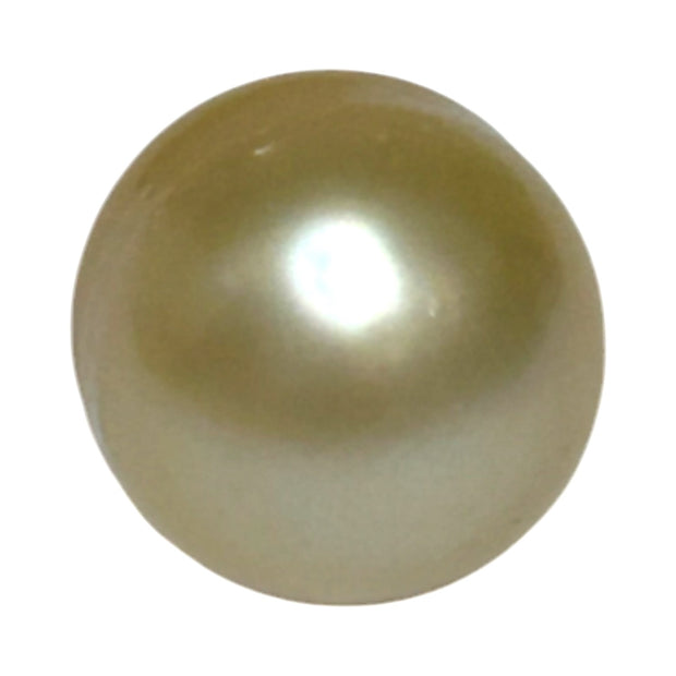 Premier Oval 12 x 14.5mm 16.5 Carats Rich Gold South Sea Loose Pearl