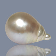 Super Giant 16.4 x 24mm Gold South Sea Teardrop Pearl Un-Drilled