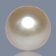 Super Giant 16.4 x 24mm Gold South Sea Teardrop Pearl Un-Drilled